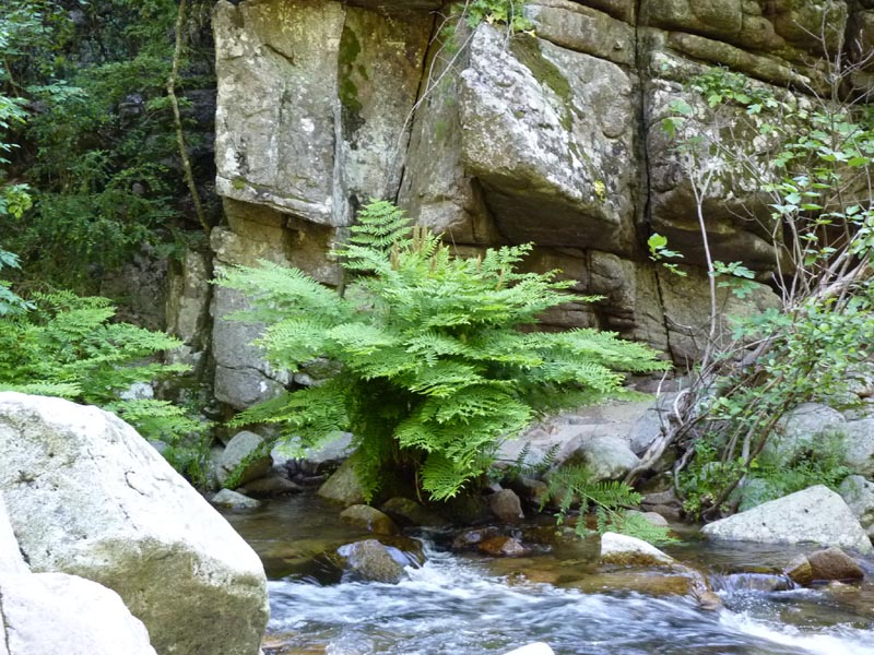 Osmunda regalis photo